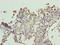 Tetratricopeptide Repeat Domain 9C antibody, LS-C399775, Lifespan Biosciences, Immunohistochemistry paraffin image 