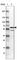 Sorting Nexin 8 antibody, HPA057296, Atlas Antibodies, Western Blot image 