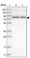 Pogo Transposable Element Derived With KRAB Domain antibody, NBP1-88705, Novus Biologicals, Western Blot image 