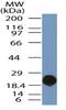 Toll Like Receptor 9 antibody, NBP2-31150, Novus Biologicals, Western Blot image 