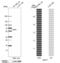 Immunoglobulin Superfamily Member 11 antibody, PA5-61231, Invitrogen Antibodies, Western Blot image 