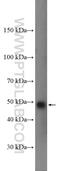 Gasdermin D antibody, 20770-1-AP, Proteintech Group, Western Blot image 