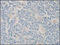MICAL Like 2 antibody, 252190, Abbiotec, Immunohistochemistry paraffin image 