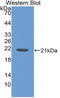 Interleukin-1 family member 5 antibody, LS-C314543, Lifespan Biosciences, Western Blot image 