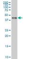 Zinc Finger Protein 24 antibody, H00007572-M03, Novus Biologicals, Western Blot image 