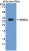 NLR Family Apoptosis Inhibitory Protein antibody, LS-C372751, Lifespan Biosciences, Western Blot image 