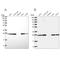 NAD(P)HX Epimerase antibody, NBP2-30626, Novus Biologicals, Western Blot image 