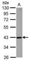 Zinc Finger HIT-Type Containing 2 antibody, PA5-29483, Invitrogen Antibodies, Western Blot image 