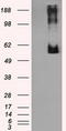 Lipase G, Endothelial Type antibody, LS-C115051, Lifespan Biosciences, Western Blot image 