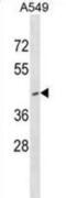 Ring Finger Protein 165 antibody, abx029736, Abbexa, Western Blot image 