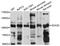 SRY-Box 30 antibody, STJ113852, St John