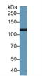 PK3CB antibody, LS-C295898, Lifespan Biosciences, Western Blot image 