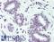 Paired Box 2 antibody, LS-B2450, Lifespan Biosciences, Immunohistochemistry frozen image 