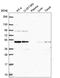 Autophagy Related 4B Cysteine Peptidase antibody, HPA069803, Atlas Antibodies, Western Blot image 