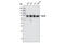 NUMB Endocytic Adaptor Protein antibody, 2756T, Cell Signaling Technology, Western Blot image 