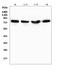 Protein Kinase C Delta antibody, A00822-1, Boster Biological Technology, Western Blot image 