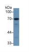 Ribophorin I antibody, LS-C296282, Lifespan Biosciences, Western Blot image 