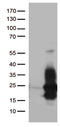 Heparin Binding EGF Like Growth Factor antibody, LS-C796368, Lifespan Biosciences, Western Blot image 