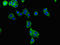 Potassium Voltage-Gated Channel Subfamily E Regulatory Subunit 1 antibody, orb46823, Biorbyt, Immunofluorescence image 