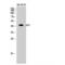 p53 antibody, LS-C385310, Lifespan Biosciences, Western Blot image 