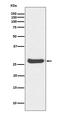 H1 Histone Family Member 0 antibody, M08821, Boster Biological Technology, Western Blot image 