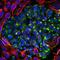 Peripherin antibody, NBP1-05423, Novus Biologicals, Immunofluorescence image 