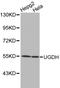 UDP-Glucose 6-Dehydrogenase antibody, LS-C192472, Lifespan Biosciences, Western Blot image 