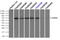 Checkpoint Kinase 2 antibody, LS-C114504, Lifespan Biosciences, Immunoprecipitation image 