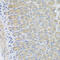 EF-Hand Domain Containing 1 antibody, 23-342, ProSci, Immunohistochemistry frozen image 