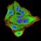 Neurofilament Medium antibody, NBP2-61659, Novus Biologicals, Immunofluorescence image 