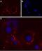 Purinergic Receptor P2X 4 antibody, PA5-77680, Invitrogen Antibodies, Immunocytochemistry image 