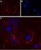 Purinergic Receptor P2X 4 antibody, PA5-77680, Invitrogen Antibodies, Immunocytochemistry image 