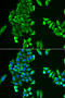 Acyl-CoA Synthetase Short Chain Family Member 2 antibody, 15-095, ProSci, Immunofluorescence image 