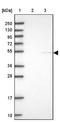 Diphthamide Biosynthesis 2 antibody, NBP2-13933, Novus Biologicals, Western Blot image 