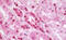 Nucleobindin 2 antibody, MBS248548, MyBioSource, Immunohistochemistry frozen image 