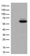CALCOCO2 antibody, TA502054S, Origene, Western Blot image 