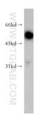 Synaptotagmin 9 antibody, 12793-1-AP, Proteintech Group, Western Blot image 