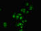 3-phosphoinositide-dependent protein kinase 1 antibody, LS-C376306, Lifespan Biosciences, Immunofluorescence image 