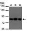 Oxysterol Binding Protein Like 10 antibody, NBP1-31071, Novus Biologicals, Western Blot image 