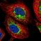 Acyl-CoA Dehydrogenase Family Member 9 antibody, NBP2-56718, Novus Biologicals, Immunofluorescence image 