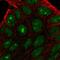 Proline Rich And Gla Domain 2 antibody, HPA010702, Atlas Antibodies, Immunofluorescence image 