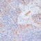 Cathepsin G antibody, 14-834, ProSci, Immunohistochemistry paraffin image 