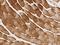 Kelch Domain Containing 7A antibody, 205057-T08, Sino Biological, Immunohistochemistry frozen image 