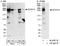 Zinc Finger CCCH-Type Containing 13 antibody, A300-748A, Bethyl Labs, Western Blot image 