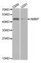 Alpha-1-Microglobulin/Bikunin Precursor antibody, MBS126641, MyBioSource, Western Blot image 
