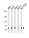 Forkhead Box P1 antibody, 64-145, ProSci, Western Blot image 