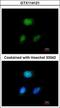 Hes Related Family BHLH Transcription Factor With YRPW Motif Like antibody, GTX114121, GeneTex, Immunofluorescence image 