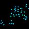 COX1 antibody, orb137976, Biorbyt, Immunocytochemistry image 
