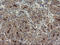 Snail2 antibody, LS-C336943, Lifespan Biosciences, Immunohistochemistry frozen image 