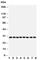 Cytokine Inducible SH2 Containing Protein antibody, R30881, NSJ Bioreagents, Western Blot image 